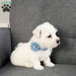 Bobby, West Highland Terrier Puppy